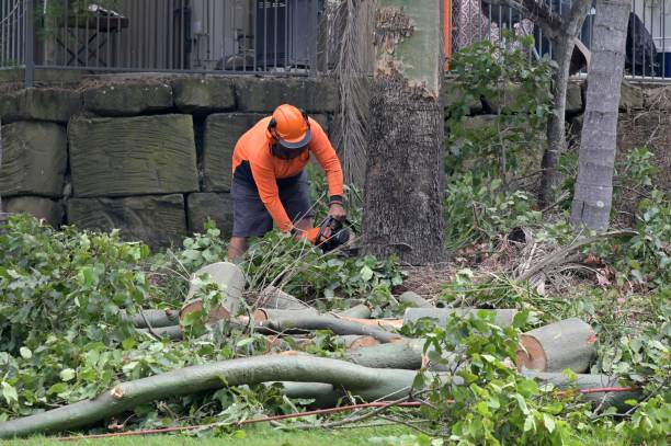 Why Choose Our Tree Removal Services in Luxemburg, WI?